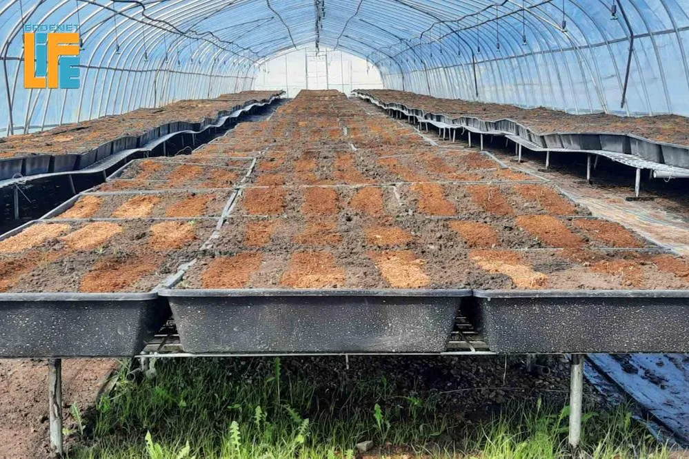 Орхон аймгийн мод үржүүлгийн газруудад бүртгэлийн ажил явагдлаа